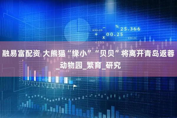 融易富配资 大熊猫“缘小”“贝贝”将离开青岛返蓉_动物园_繁育_研究