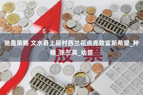 驰盈策略 文水县上段村西兰花点亮致富新希望_种植_张兰英_幼苗